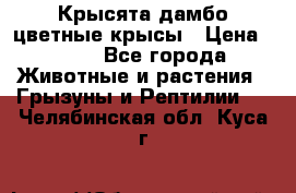 Крысята дамбо цветные крысы › Цена ­ 250 - Все города Животные и растения » Грызуны и Рептилии   . Челябинская обл.,Куса г.
